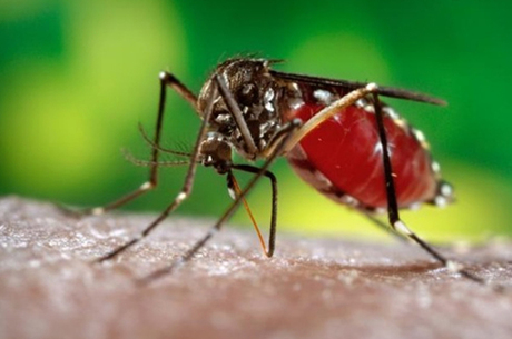 Pesquisa mostra que 88% sabem identificar o Aedes aegypti.