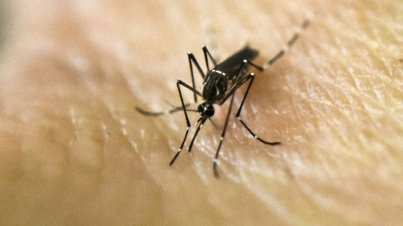 Aedes aegypti, mosquito transmissor do zika vírus.
